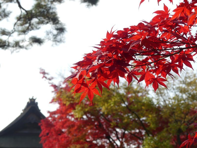 Feuilles d'érable de Nagano