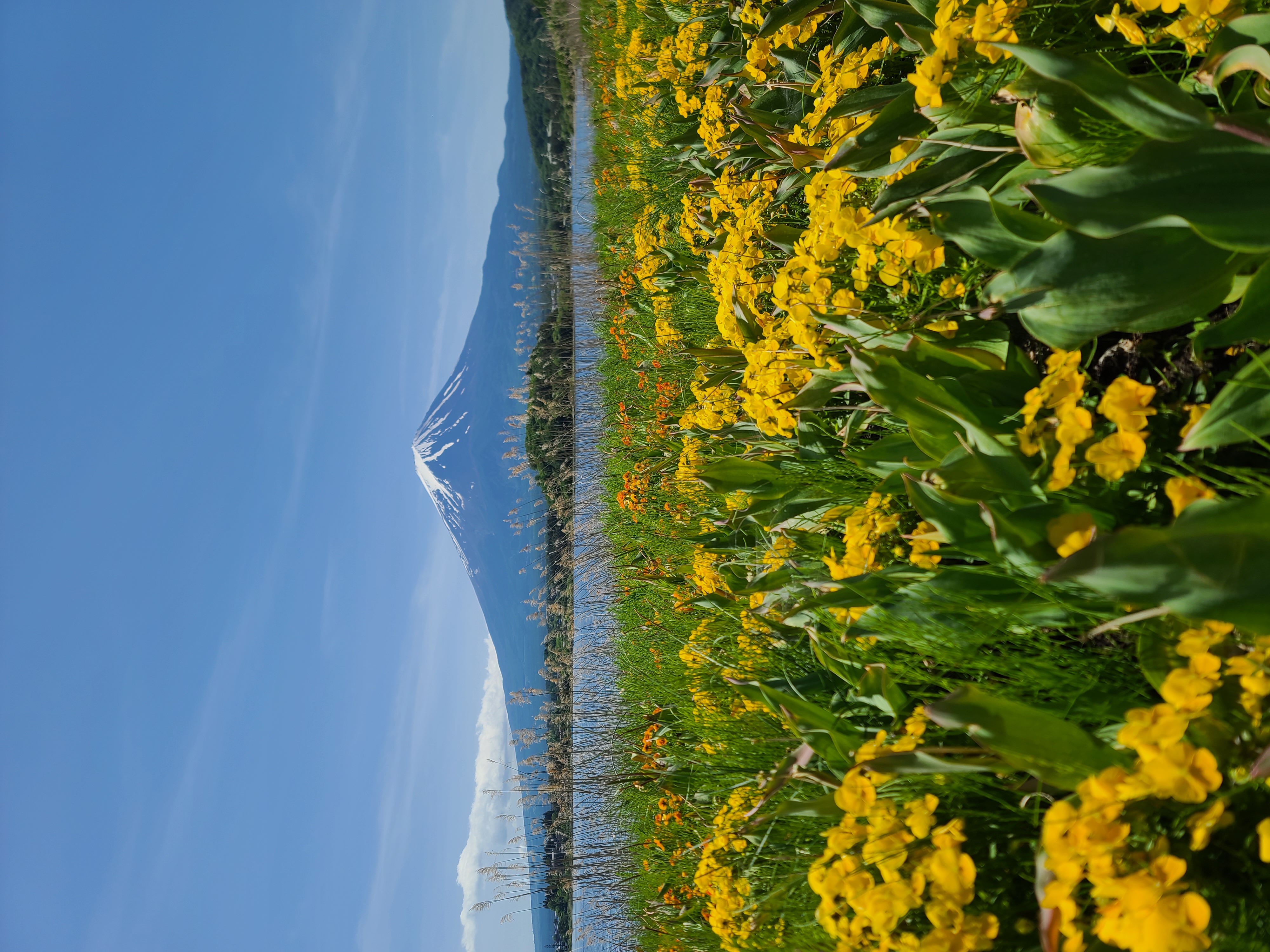 Fuji sous les fleurs